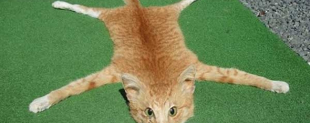 MORE THAN ONE WAY TO SKIN A CAT!