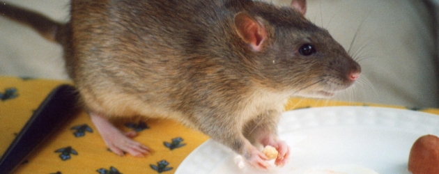 HOW TO SMELL A RAT LEASING A RESTAURANT