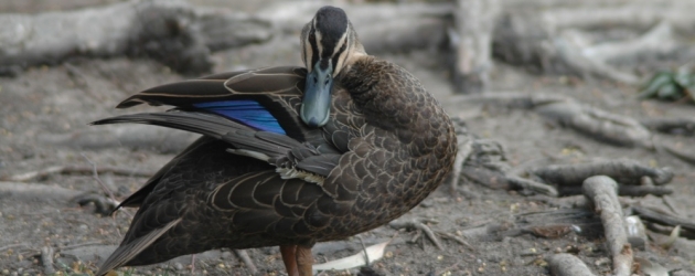DEAD DUCK...CAT SCAN AND LAB REPORT $150!