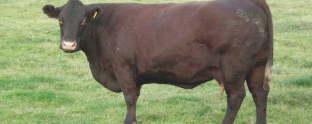 THE SCOTTISH COW