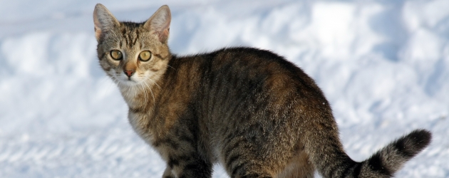 Curiosity Didn't Kill The Cat, It Built Great Companies and Our Country!