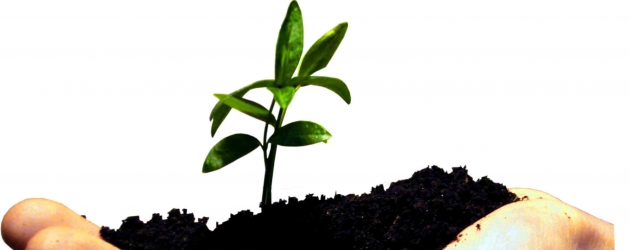 SETTING UP YOUR RESTAURANT BUSINESS - C CORP vs. S CORP